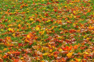 Autumn Leaves on Grass