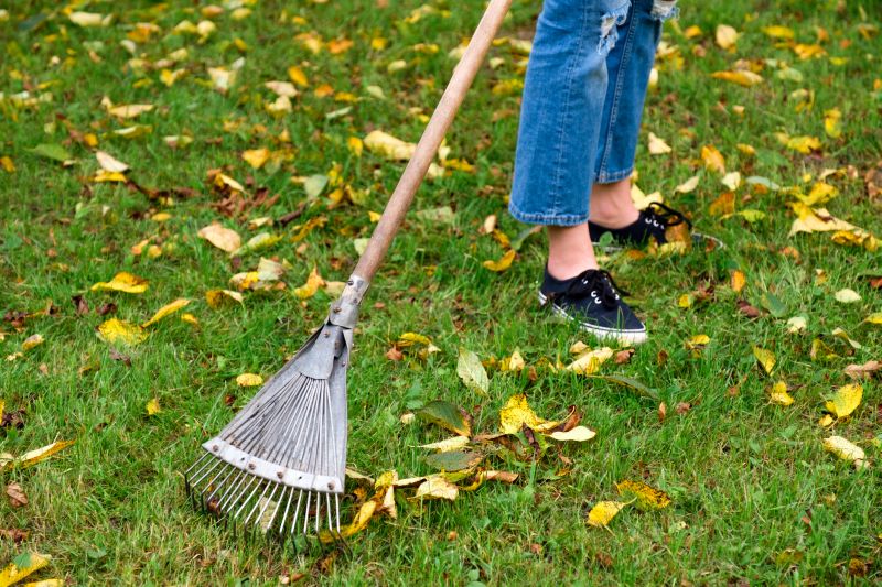 Leaves Being Raked by Experts