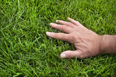 Home Lawn Maintenance