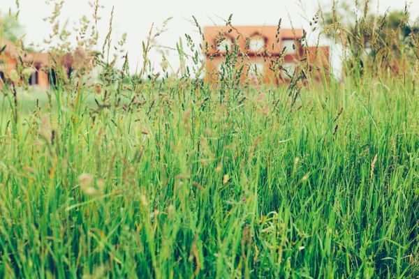 Cost of Tall Grass Cutting in Chapel Hill